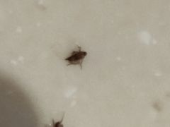 -哈根达斯(卓展店)