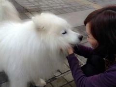 -彩虹桥宠物火化殡葬善终服务(金乐大厦店)