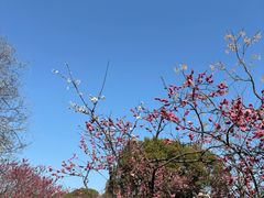 -无锡梅园公园