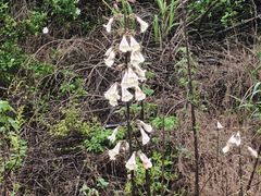 -中华贤母园-陶渊明纪念馆