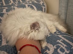-猫大福·Fortune Cat猫舍(百子湾店)