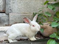 -东安鸡馆(蔡锷南路店)