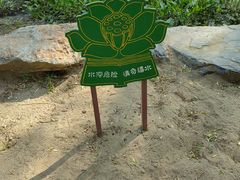 -莲花池公园