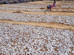 -尼甘布海鲜市场