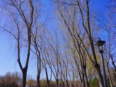 -大兴滨河森林公园