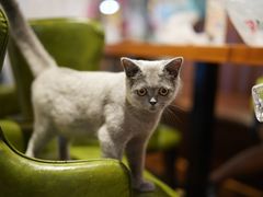 -猫小院猫主题餐厅(三里屯店)