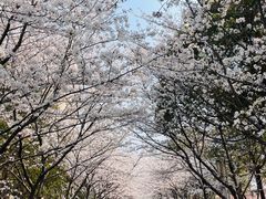 -高东镇樱花园