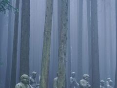 -武陵山森林公园