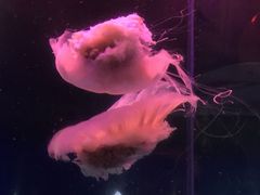 -青岛海底世界-水族馆