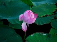 -羊亭河湿地公园