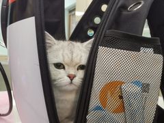 -北京观赏动物医院·24小时大型综合·猫专科·异宠专科