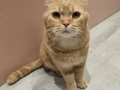 -猫儿山۰猫主题餐厅