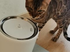 -猫腻·猫咖·撸猫馆(星光大道店)