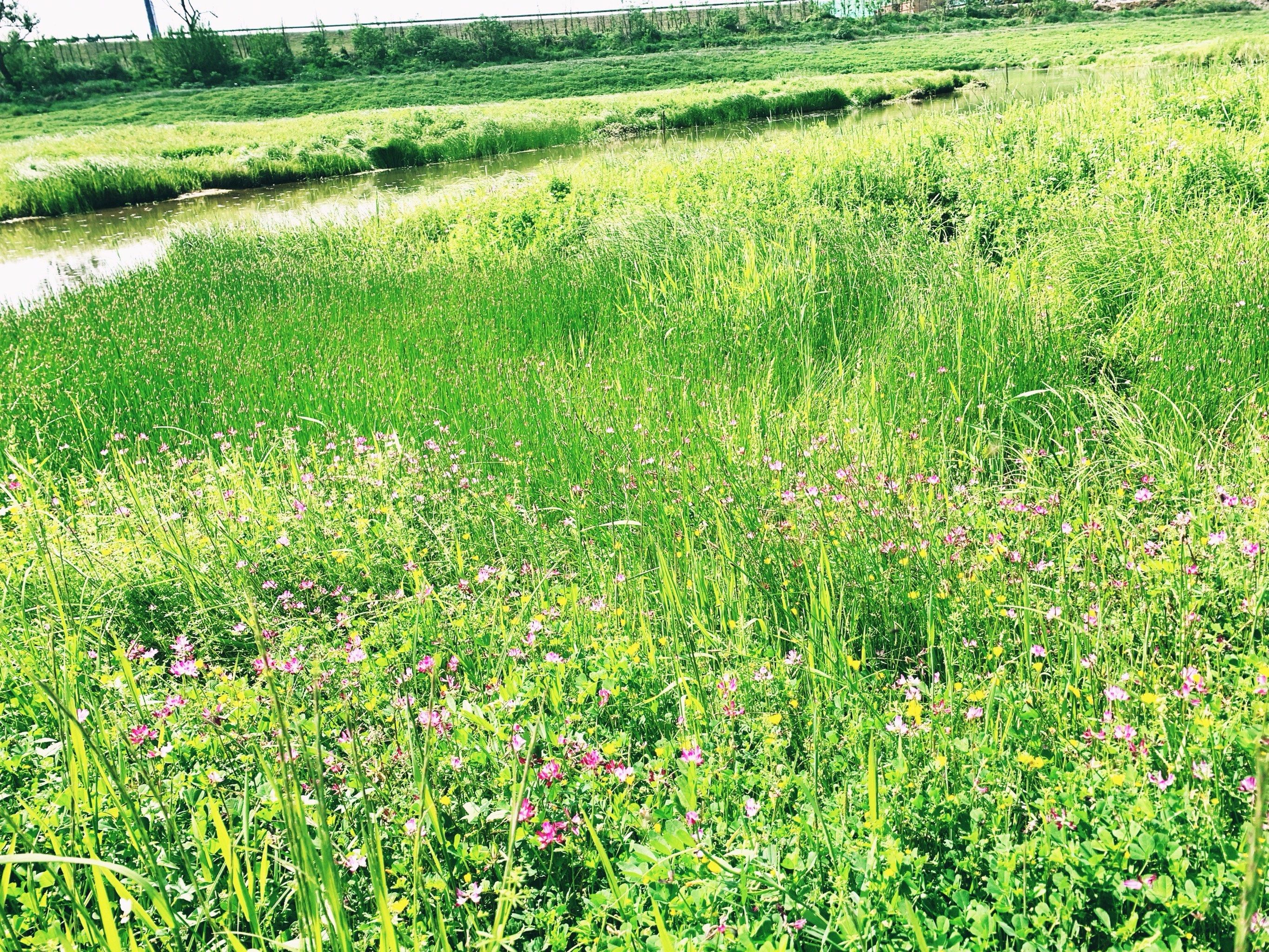武汉的内蒙大草原