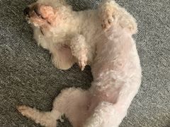 -宠福鑫康馨动物医院·骨科·眼科