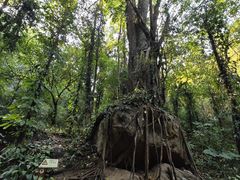 -莫里热带雨林景区