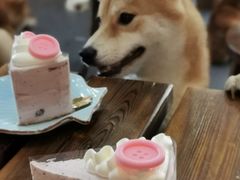 -柴源莊·柴小宠柴犬咖啡