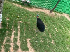 -西霞口神雕山野生动物世界