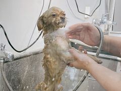 -PETKIT小佩宠物(古北店)