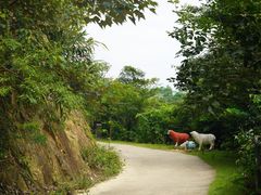 -南丹山森林王国