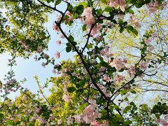 -上海共青森林公园