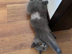 -纳吉亚猫专科动物医院博雅分院