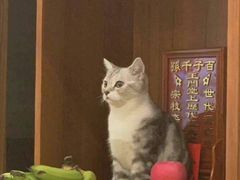 -芭比堂宠物医院·全科爱猫医院·仁德分院