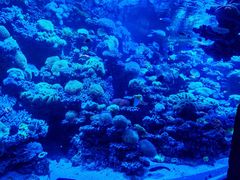 -太平洋海底世界