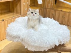 -猫十亿·布偶金渐层·曼基康矮脚猫舍(青年路店)