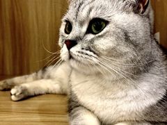-猫域·湾主题猫咖·宠物吧(南坪城市广场店)