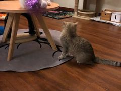 -Meowの猫咖(万家丽店)