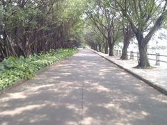 景点-大湾区中央湿地公园