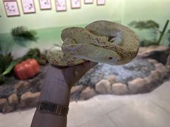 -绿色星球动物主题公园