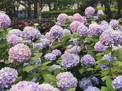 -常州古运河南大街文化旅游区-人民公园