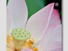 -荔湾湖公园