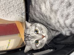 -瑞鹏宠物医院犬猫全科(真大分院)