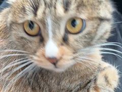 -纳吉亚猫专科动物医院博雅分院
