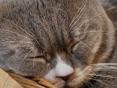 -共舞时光猫咖·狗咖(新街口店)