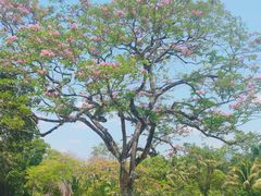 -中国科学院西双版纳热带植物园