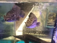 -SEA西雅图海鲜自助餐厅(海乐世界店)