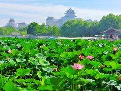 -莲花池公园