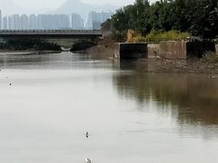 -福田红树林生态公园
