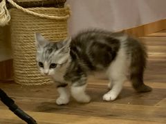 -袖虎·猫馆(体育西路店)