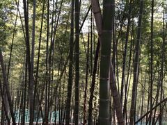 iphone_upload_pic-宁波浙东大竹海景区