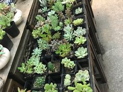 -双季花艺园艺市场(浦东店)