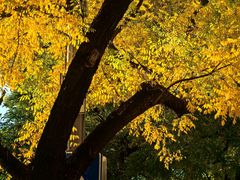 -鑫巴蜀小镇 · 水煮鱼专研店(玉桥店)