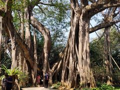 -瑞丽独树成林风景区