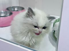 -青奢宠物·青奢猫舍