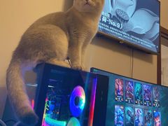 -东方名猫馆·英短金渐层布偶猫舍(环线广场1号楼店)