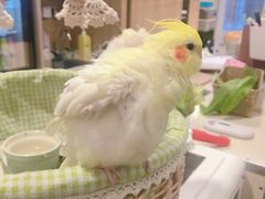 -藦茜花园宠物主题亲子互动体验馆(国顺东路店)